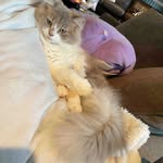 Mabel O’Neill - @stevenlawrence8159 - Instagram