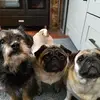 Mabelnancy& Oswald - @mabelnancy.oswald - TikTok