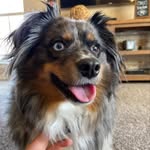 Otto 🐾 - @otto.mabel._schubert - Instagram
