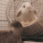 Otto And Mabel - @ottoand_mabel2021 - Instagram