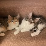 Otto and Mabel - @ottoandmabelkittens - Instagram