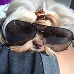 Mabel Hope You Enjoy My Page - @mabel.the.shipoo - Instagram
