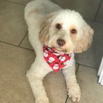 Mabel 🐶 - @mabelpearce.x - Instagram