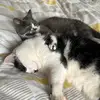 mabel & perry - @mabelandperry - TikTok