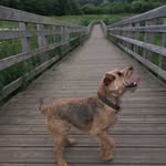 Mabel Perry - @mabel_the_doggo123 - Instagram