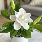 Mabel Pineda - Facebook