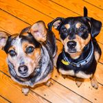 Mabel & Porter - @mabelandporty - Instagram
