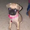 mabel💋 - @mabel.the.pugg - TikTok