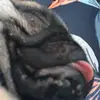 Mabel - @mabel_pug - TikTok