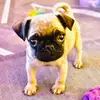Mabel - @mabelmypug - TikTok
