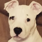 mabel pyle - @maebull18 - Instagram