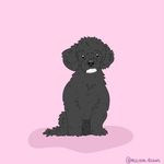 Mabel&Quinn - @mabeltheassistancedog - Instagram
