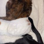 Mabel, Annabella & Ray (RAM) - @cozycondocats - Instagram