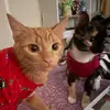 Mabel & Richard - @mabel.richardcats - TikTok