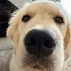 Mabel Richard - @mabelrich_thegolden - TikTok