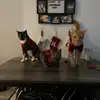 Mabel, Richard, & Garlic - @mrg_cats - TikTok