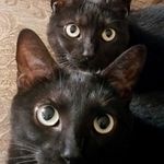 Morty, Mabel & Richard - @mortymabelricky - Instagram
