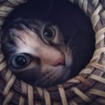 Mabel Bodie Sawyer - @dinkyhellsbelle - Instagram