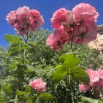 Mabel Sawyer - Facebook
