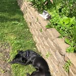 Sawyer & Mabel - @sawyer_and_mabel - Instagram