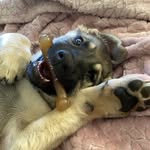 Mabel 🦴🐾 - @mabelthesablegermanshepard - Instagram