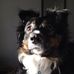 Mabel Jean the Australian Shepard - Facebook