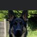 Mabel The German Shepard  - Facebook