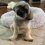 Mabel  🐶 Terry 👩🏻‍🦳 - @terryandmabel - Instagram