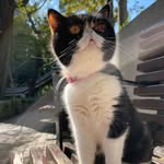 Mabel Tong - @cats_pancake - Instagram