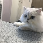 Mabel Tong - @mabeltong.mabeltong - Instagram