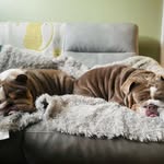 Laura Scott - @travisandmabelthebulldogscott - Instagram