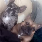 Mabel & Tyson & Kosher & maize - @thefrenchiesx4x - Instagram
