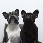 Adventures of Warren + Mabel - @warren_and_mabel - Instagram