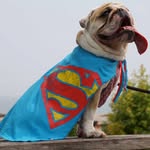 Mabel Webb-Machado - @missmabelthedog - Instagram