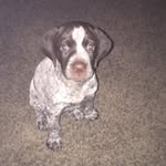 Mabel Webster - @datdog_mabel - Instagram