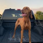 Mabel Webster - @marvelous_miss_mabel_vizsla - Instagram