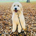 Mable Webster - @life_with_mable_ - Instagram
