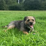 Mabel Wood - @mabel.borderterrier - Instagram
