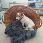 Mabel Woods - @pupperpigletbestfriendmabel - Instagram