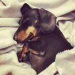 Mabel Atkinson - @mabel_the_mini_dachshund - Instagram