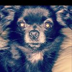 Mable Bailey - @mable_the_dog2 - Instagram