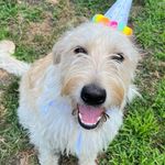Mable Rose (Jennifer Bailey) - @mablerose_labradoodle - Instagram