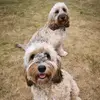 MableandBailey - @mableandbailey - TikTok