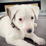 Mabel Barlow - @mabel_bagel_barlow - Instagram