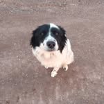 Mable G Barlow - @mableandmyfriends - Instagram