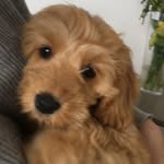 Mabel Barton - @mabel_puppy_barton - Instagram