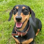 Mabel Bates 💖 - @mabel_thedachshundpup - Instagram