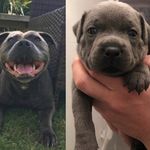 Mable.Bella.The_Staffies - @mable.bella.the_staffies - Instagram
