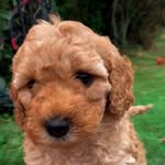 Mabel Bennett - @mabelandchester1 - Instagram
