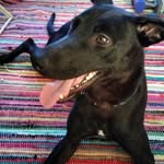 Mabel Ingrid Bennett - @mabel_the_bagel_hound - Instagram
